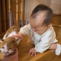 茶トラ猫を撫でようとしている赤ちゃん
