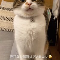 見下すような猫