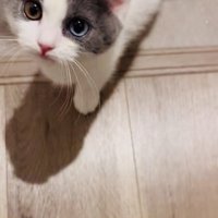 飼い主さんを見る子猫