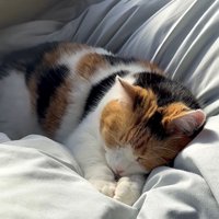 二度寝するミケ