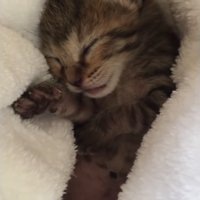 毛布の中で寝ている子猫の顔