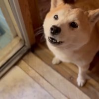 声を上げるももちゃん