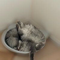 無防備な姿で眠る猫
