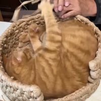 紙紐にじゃれついている猫
