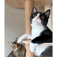 キャットタワーにいる猫