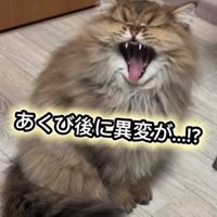 大きなあくびをするぷんちゃん