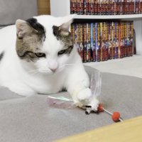 左前足でおもちゃを押さえる猫ちゃん