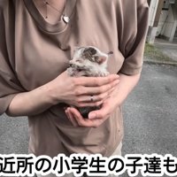 人の手の中にいる子猫