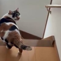 振り向く三毛猫