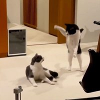 妹猫に向かって大きく前足を広げる兄猫