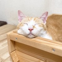 むぎくんのアップ