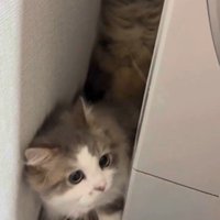 洗濯機の裏に隠れている猫