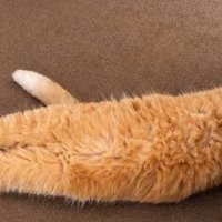 お腹を出してくつろぐ猫