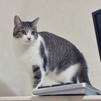 キジ白の猫なーちゃん