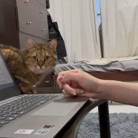 飼い主さんのもとへきたみにらくん