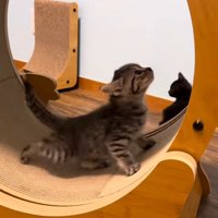 ホイールを回す1匹