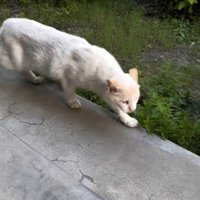やせた猫