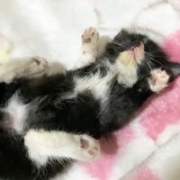へそ天(斜めから)