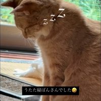 座って寝る猫の顔