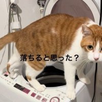洗濯機の上に立つ猫