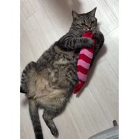 室内にいる猫
