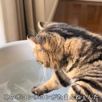 水遊びする猫