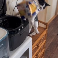 食パンを炊飯器から引っ張り出している猫