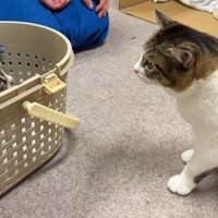 猫と2匹の子猫
