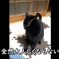 イカ耳黒猫