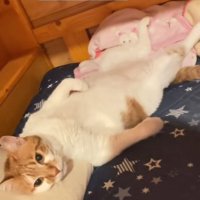 枕に頭を乗せて寝ている猫
