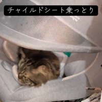 チャイルドシートに乗る猫