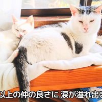 くっついて寝る2匹の猫