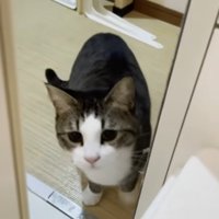 お風呂にはいってくる猫