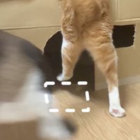 空振りする猫