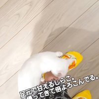 飼い主の足にすり寄る子猫