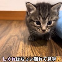 遠くから母猫の様子をじっと見つめる子猫
