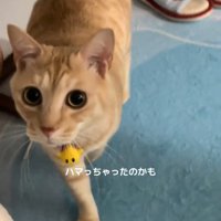 近づく猫