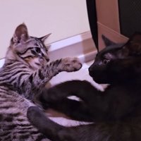 にゃんプロをする2匹の子猫たち
