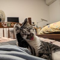 手を挙げる猫