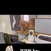 窓辺に寝そべっている猫