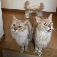 しっぽで通せんぼしている2匹のソマリ