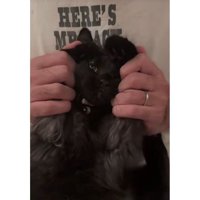 抱かれている猫