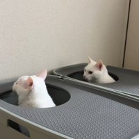 シンクロ後、顔出したままの猫2匹