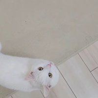 飼い主を見上げながら歩く猫％
