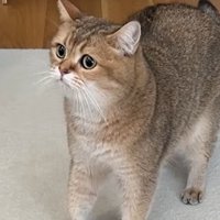 猫の様子