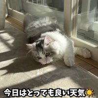 日向ぼっこをしている姿