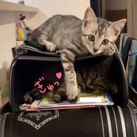 ランドセルの中にいる子猫と手を重ねている子猫