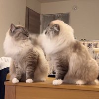 猫パンチを受ける兄猫