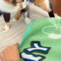 毛布を鋭い眼差しで見つめる三毛猫