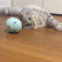 床に横になっておもちゃを見つめる猫